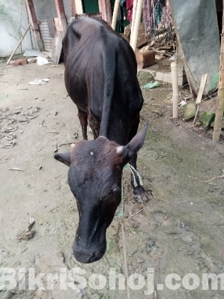 ডেকা